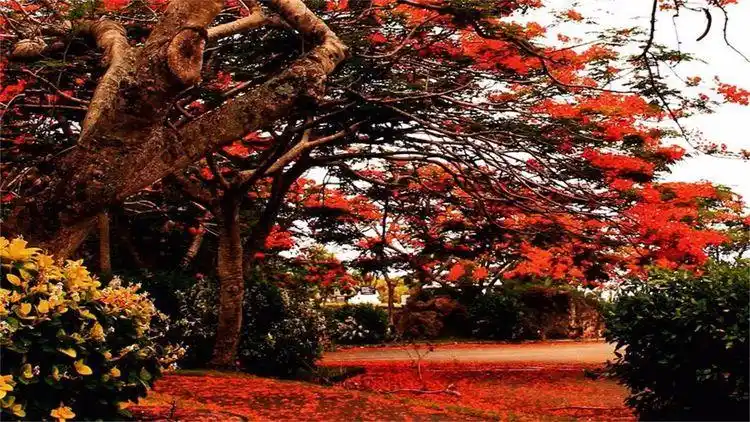 原创世界上最美的四种树:我国银杏上了榜,最古老的银杏已上千岁