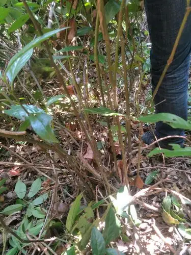 这是什么草药的,求学名