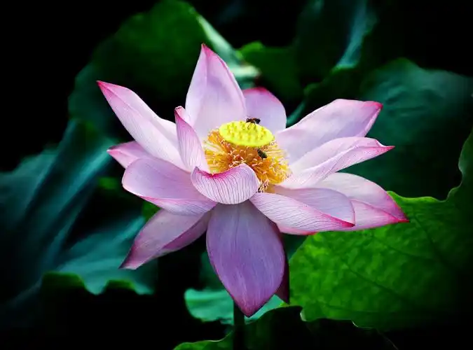 此情荷时了,来生愿做一朵莲,最美的莲花送给你!