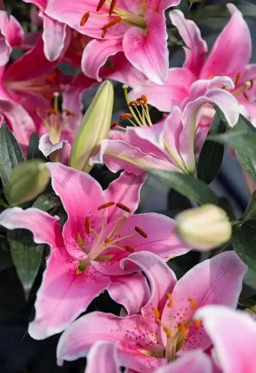 百合花图片大全