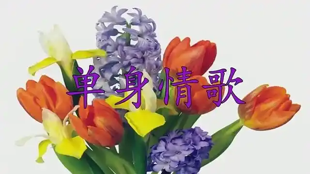 刘芳唱《单身情歌》,如银铃般清脆,令人陶醉不已