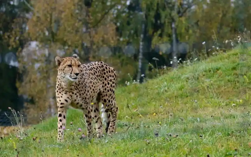 奇妙动物世界豹子