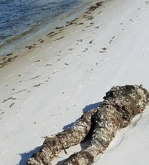 海滩惊现无头尸美国女子被吓坏赶紧报警结果是个大乌龙