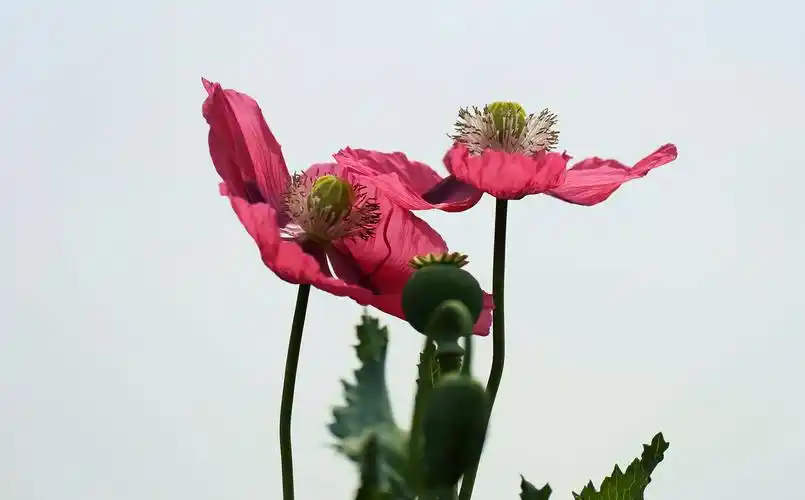 《罂粟花虽美,其果却有毒》——北科植物园活体罂粟展.