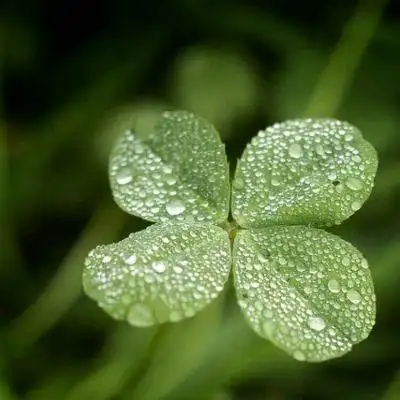 风景头像阳光四叶草