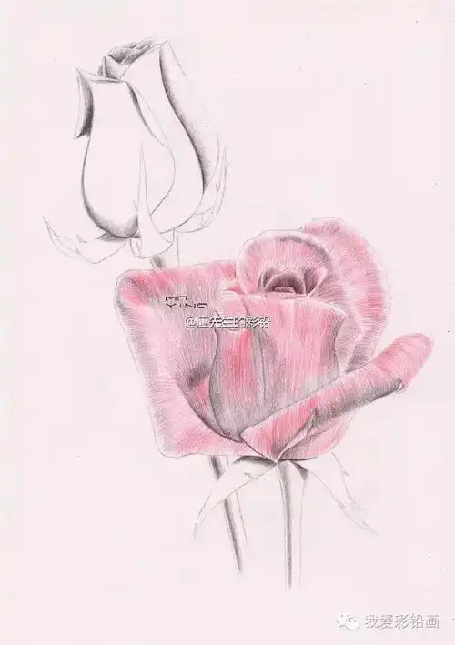 【彩铅手绘】玫瑰花 ~_素描教程绘画学院_零二七艺考