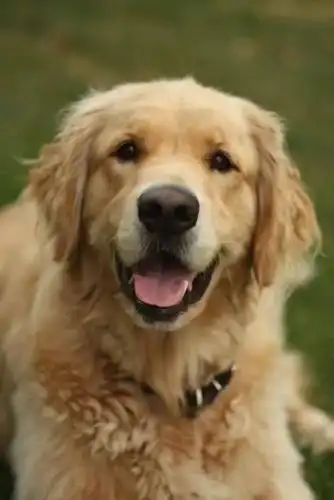 人间丨绝对治愈系!大金毛那温暖人心的笑容