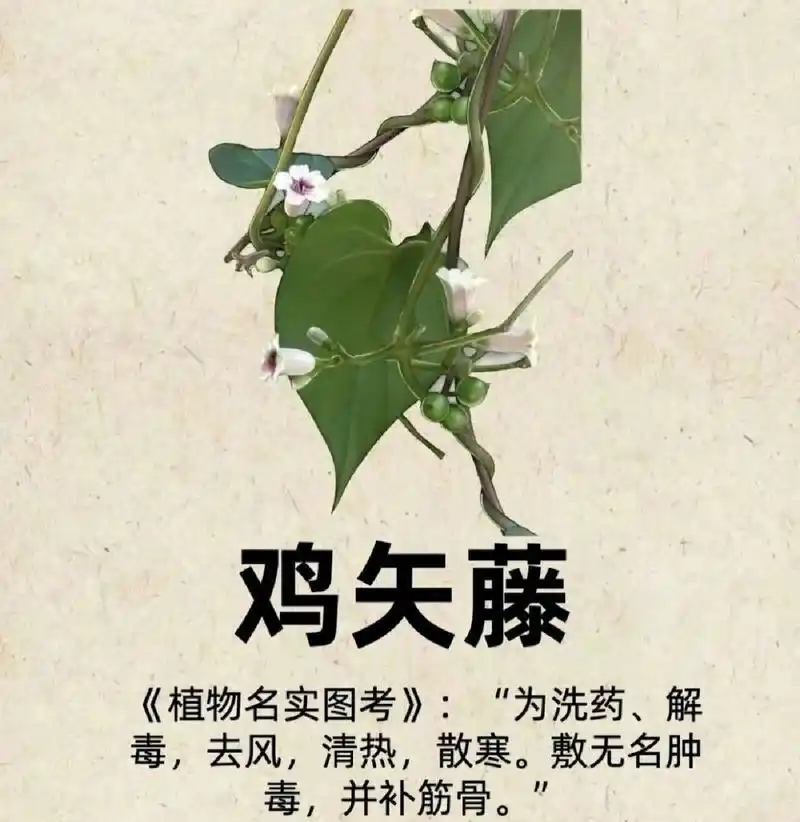 " " 常见中草药图谱 . "