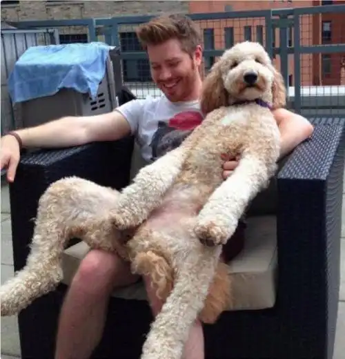 你就说,这是不是披着狗皮的人!