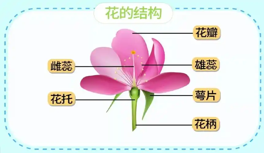 【生物大师】花的结构——贝拉的奇幻花园