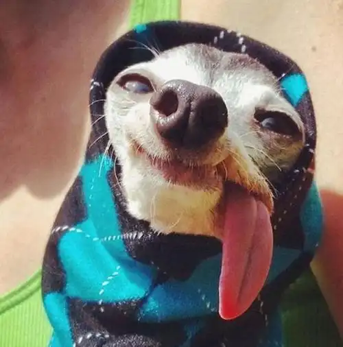 吃货狗狗日常的搞笑瞬间妈妈我真的没有偷吃东西超可爱