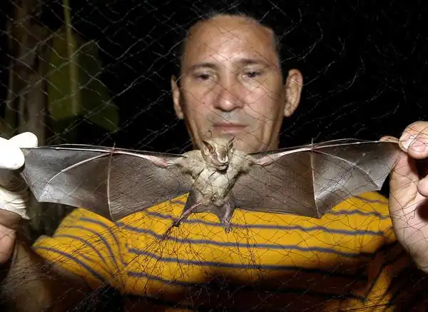 吸血蝙蝠入侵城市咬人!巴西40人染狂犬病.1人抓狂死亡