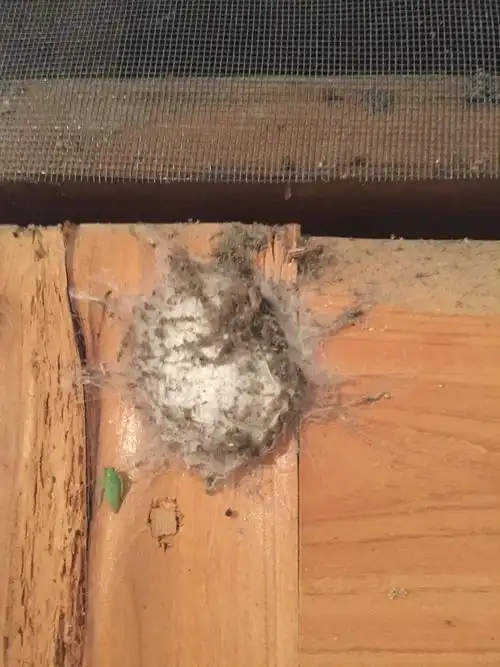 我有更好的答案 1条回答  17 分钟前  热心网友最快回答 是蜘蛛产的卵