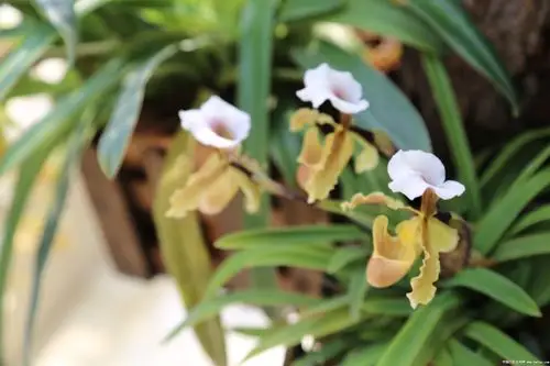 虎斑兜开了她的姐妹们也来捧场