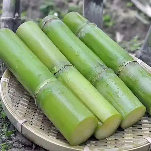 陶山新鲜绿皮甘蔗大额优惠券