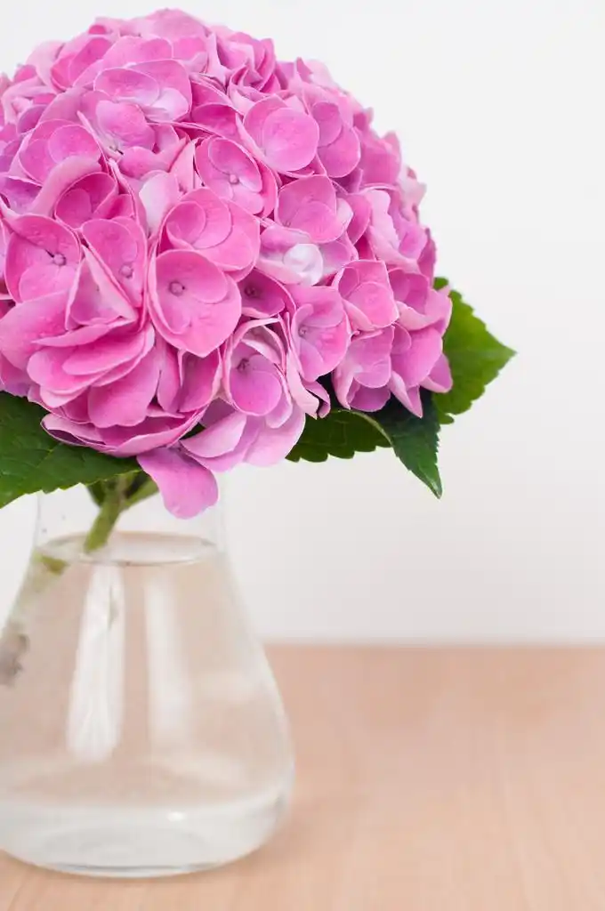 在木桌上的粉色绣球花