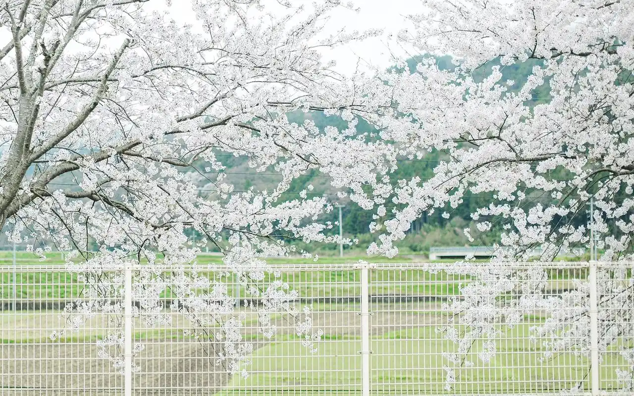 日本街头樱花花海电脑桌面壁纸图片下载