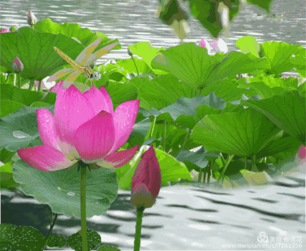 夏日荷花,出淤泥而不染!