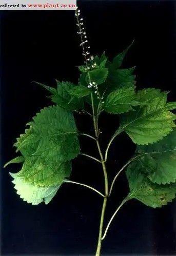 尾叶香茶菜rabdosiaexcisamaximhara