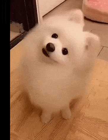 狗狗的杀手锏歪头杀,是撒娇卖萌还是装傻?原因居然有科学依据