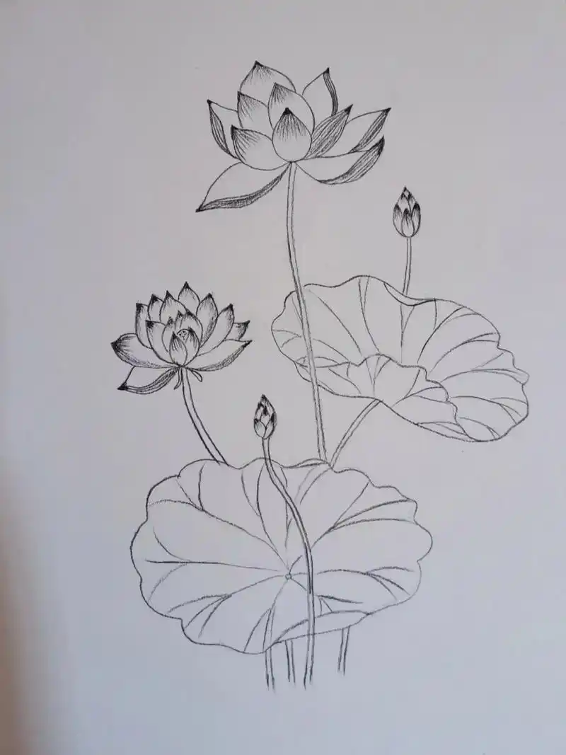 荷花素描(自学素描) 开心的时候画画,让你心情更舒畅!
