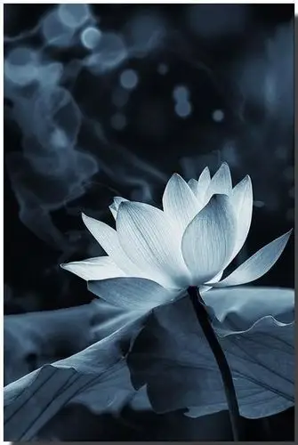 静心图片(致自己心静的句子)