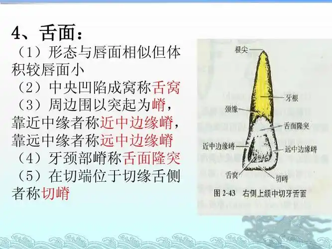 口腔解剖生理学 上颌中切牙ppt