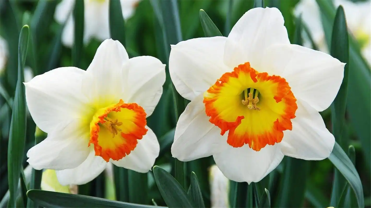 精选清新的绿色植物花卉护眼桌面壁纸高清