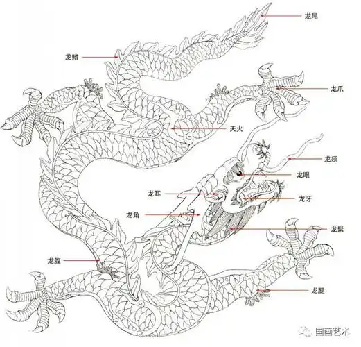 一,龙的结构示图龙是中华民族的图腾和像征,中华自古以来自称为龙的传