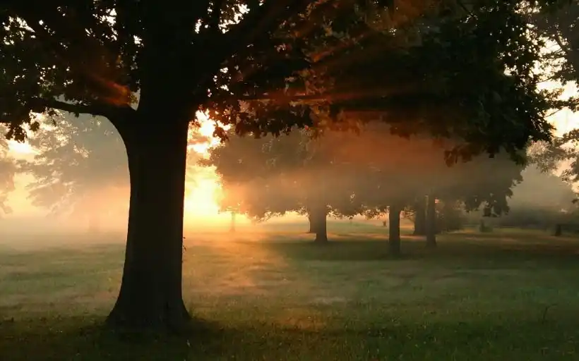 光影中唯美树影风景桌面壁纸第14张