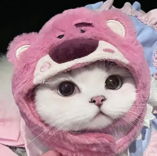 猫咪头像 情侣头像 抖音:多肉奶团 787838106