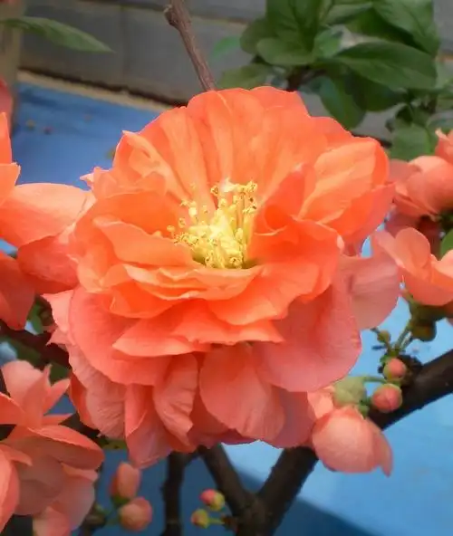 世界一号海棠品种17