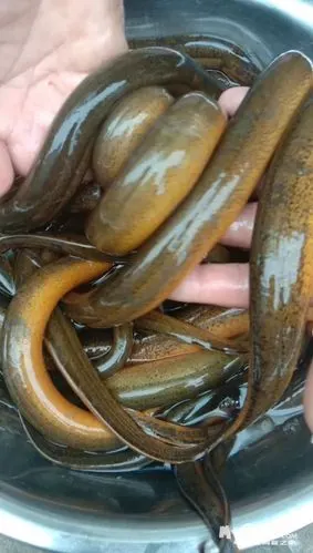 野生长鱼 - 闲置转让 - 梦溪论坛 镇江,时事,招聘