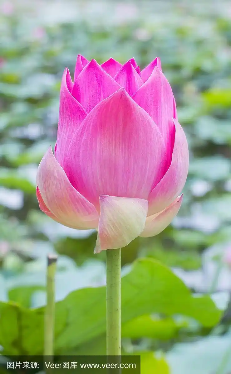 粉色莲花,水百合