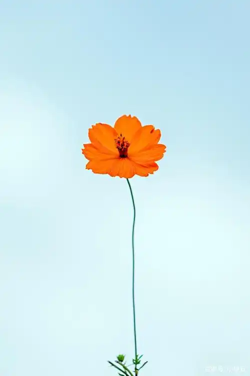 几朵简简单单的黄秋英