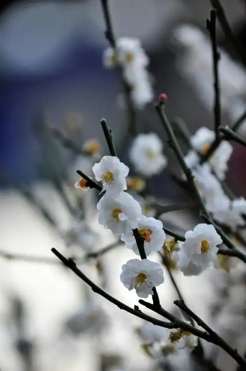 太原碑林公园绿萼梅.别名 绿梅花,白梅花 2020.3.15