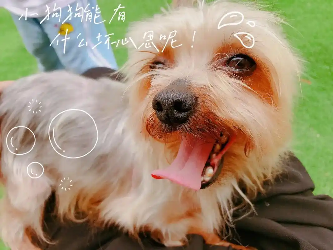 猜猜图片一是什么动物温馨提示狗