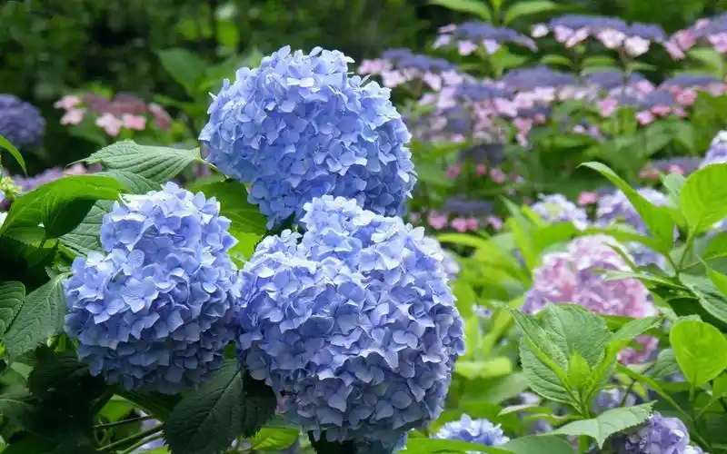 壁纸 蓝色的绣球花,公园 1920x1440 hd 高清壁纸, 图片, 照片