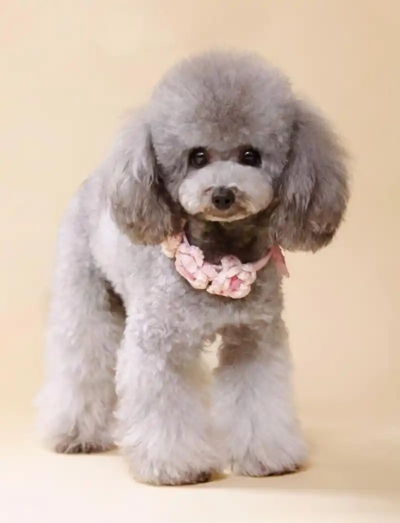 灰色泰迪狗多少钱一只泰迪犬颜色这么多