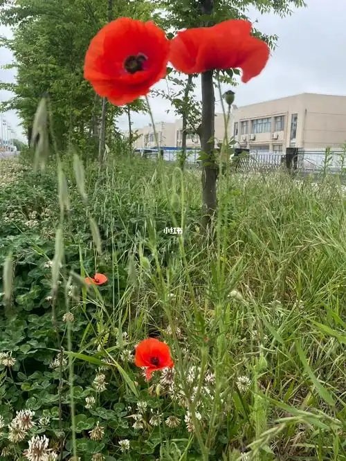 在路边看到了跟罂粟很像的虞美人