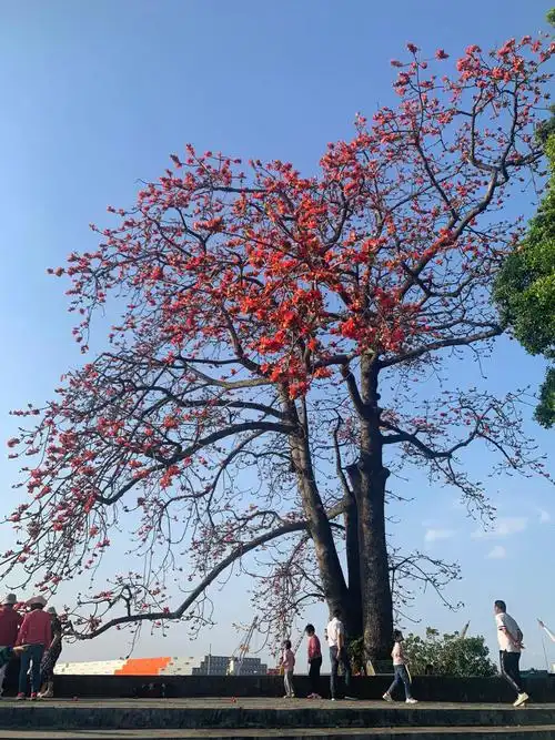 又是一年木棉花开时