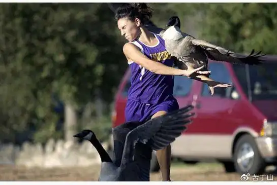 肆无忌惮的加拿大雁