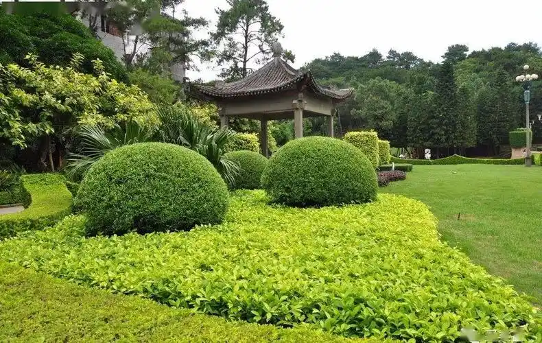 移栽灌木通过修剪技术,提高成活率_手机搜狐网