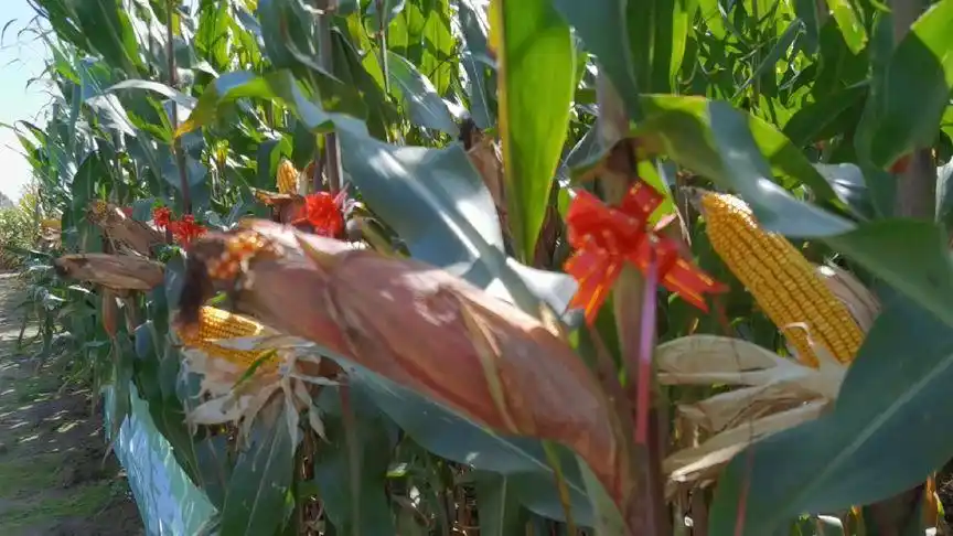 院长带你看品种紫杆紫苞叶玉米品种mj518