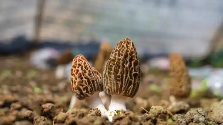 贵州务川柏村镇羊肚菌预计产值达1300万元