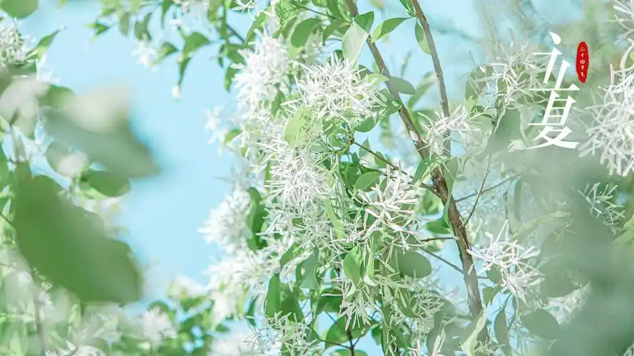 2021小清新立夏节气