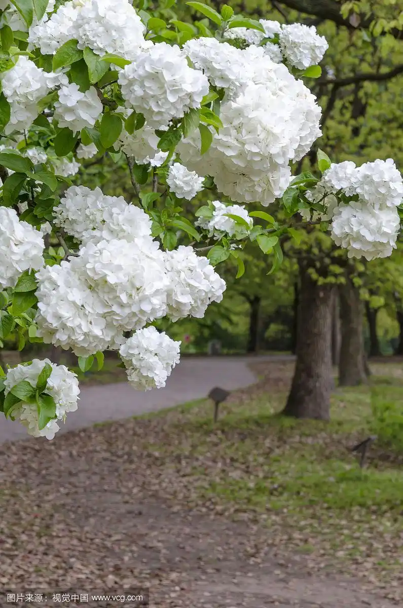 公园绿树道路旁盛开的白色绣球花