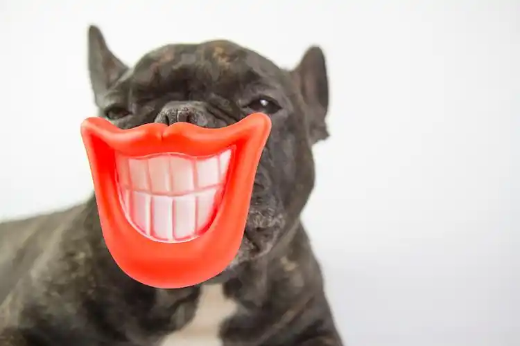 搞笑 幽默 宠物图片_搞笑 幽默 宠物高清图片素材库