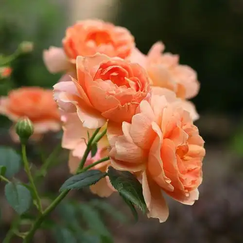 经典灌木月季品种推荐-月季坑_第184页