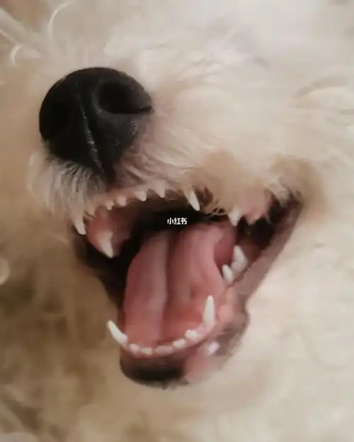 三个月比熊牙齿长这样正常吗?_比熊_家有比熊_宠物_狗_养狗经验